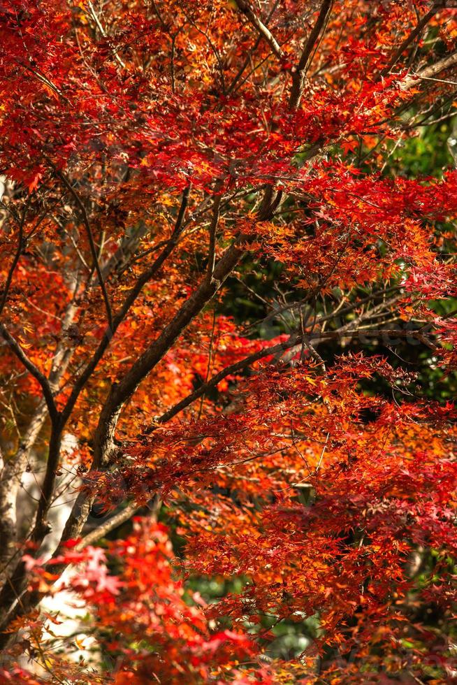 pittoreske tafereel van herfst in Japan foto