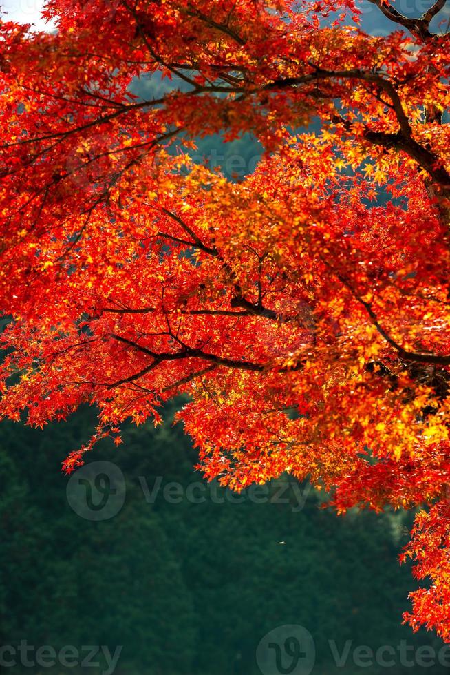 pittoreske tafereel van herfst in Japan foto