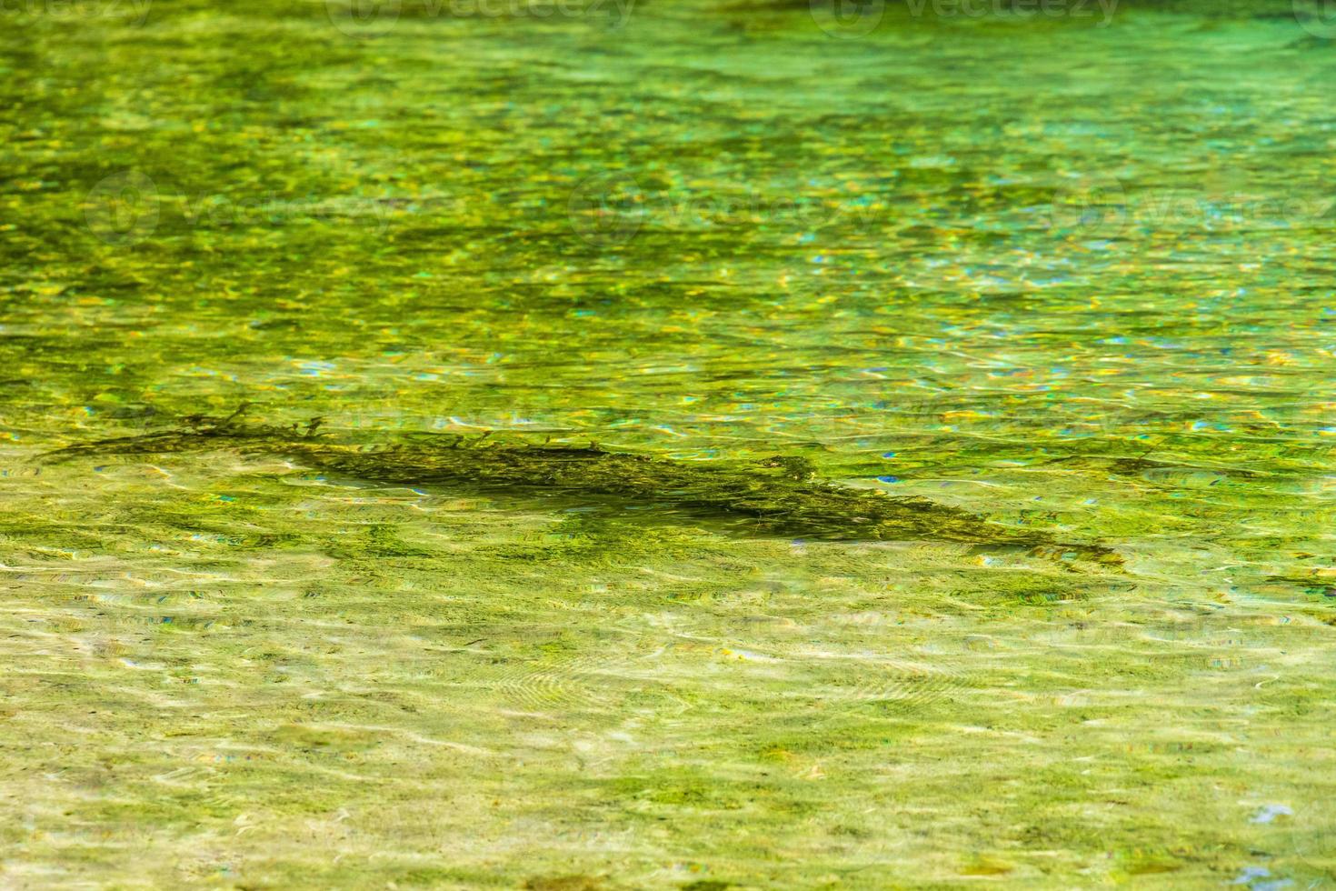 mooi cenote grot met rivier- turkoois blauw water structuur Mexico. foto