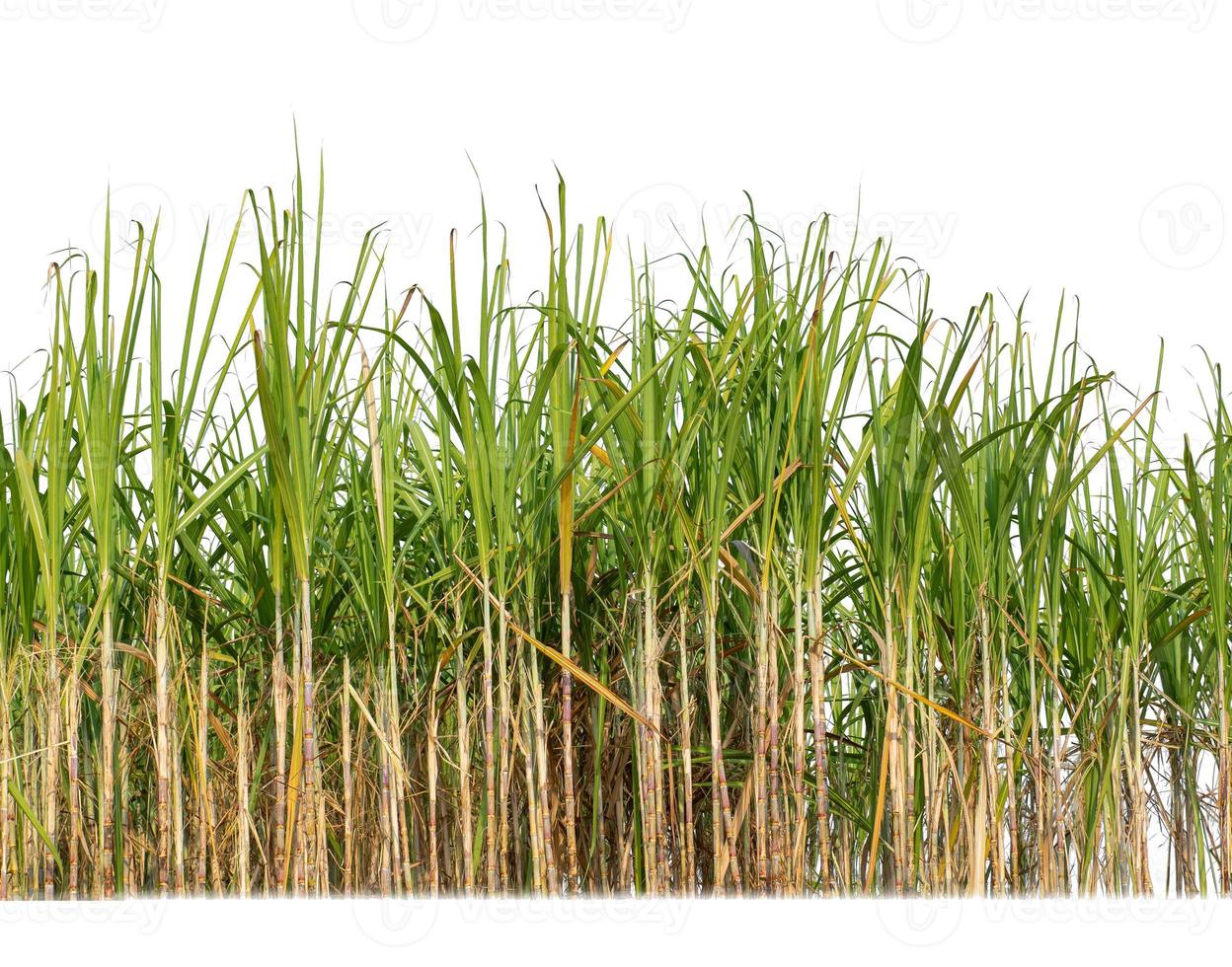 suiker riet geïsoleerd Aan wit achtergrond en knippen pad foto