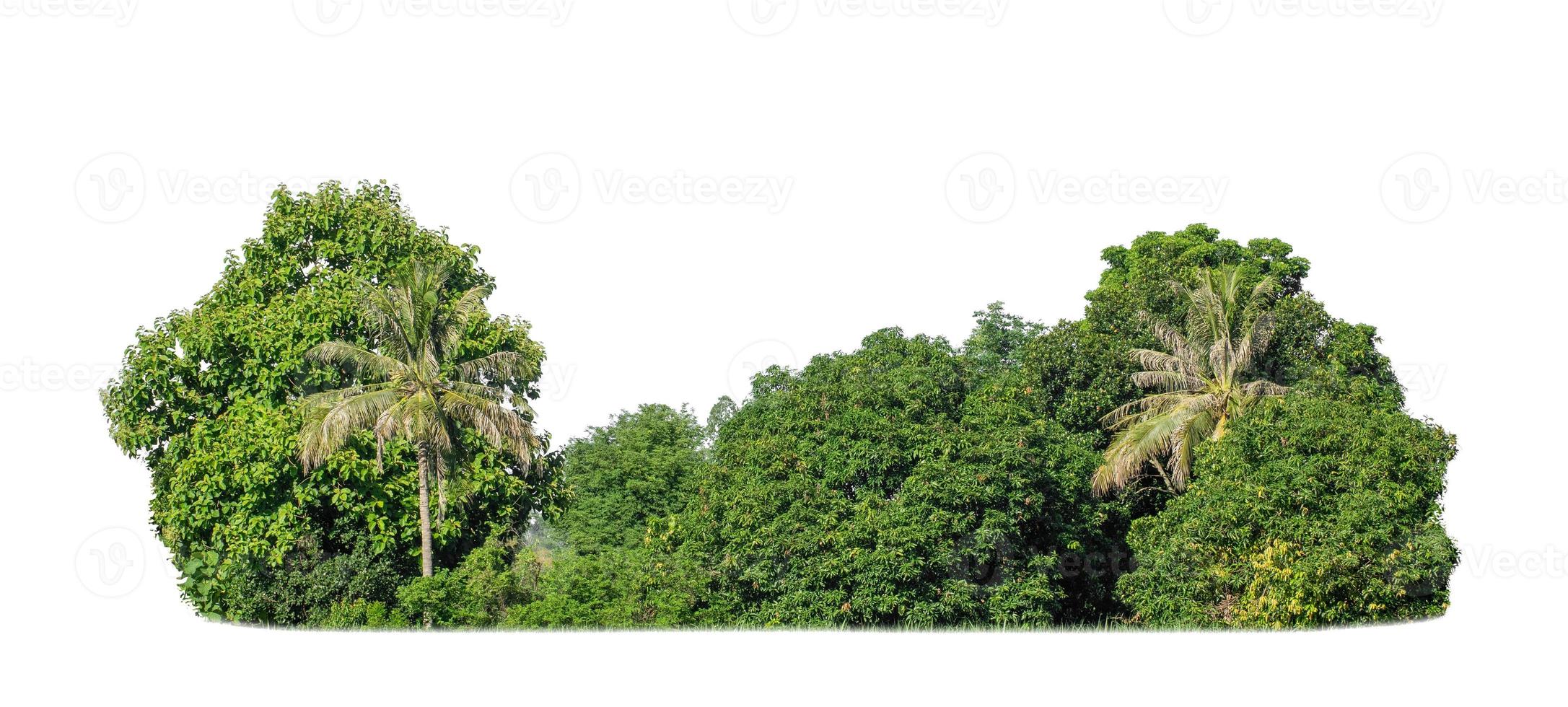 groen bomen geïsoleerd Aan wit achtergrond. zijn Woud en gebladerte in zomer voor beide het drukken en web Pagina's foto