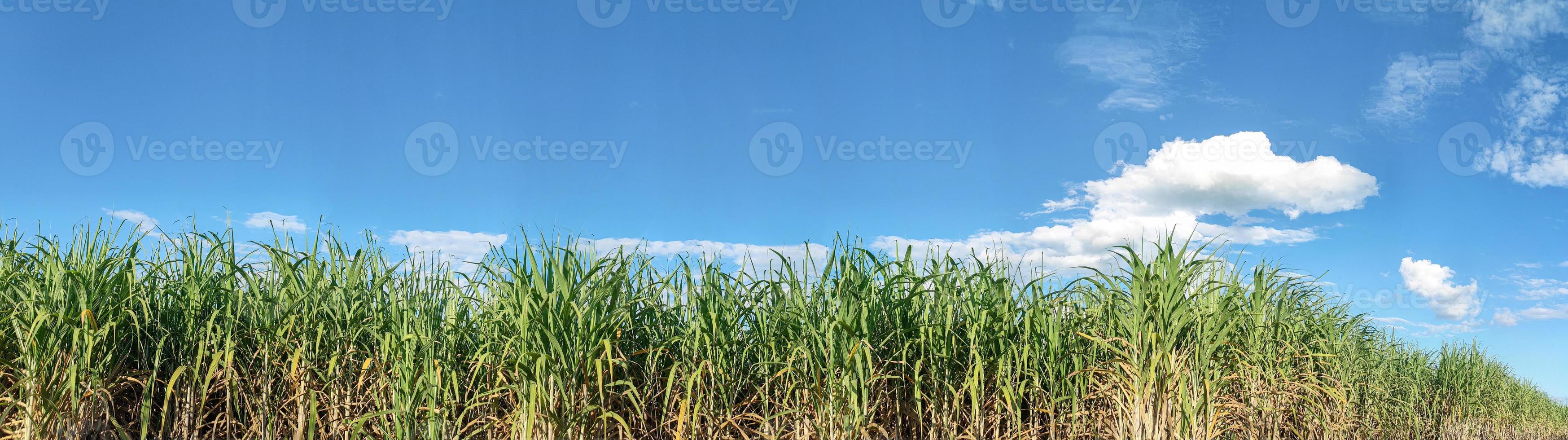 suikerstok velden en blauw lucht foto