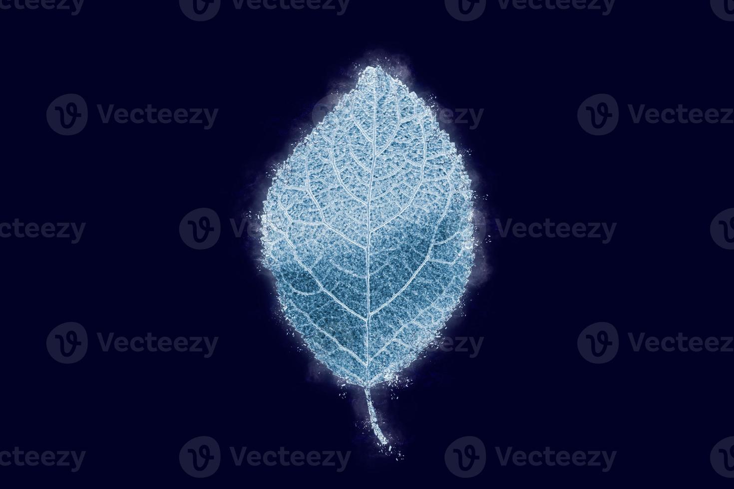 een bevroren ijzig Pruim boom blad geïsoleerd Aan donker blauw achtergrond, blauw ijs gedekt effect Aan blad foto