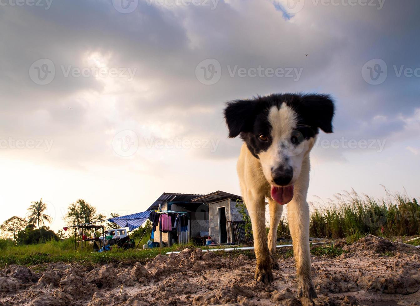 hond in de platteland tijdelijk huis van bouw arbeider foto