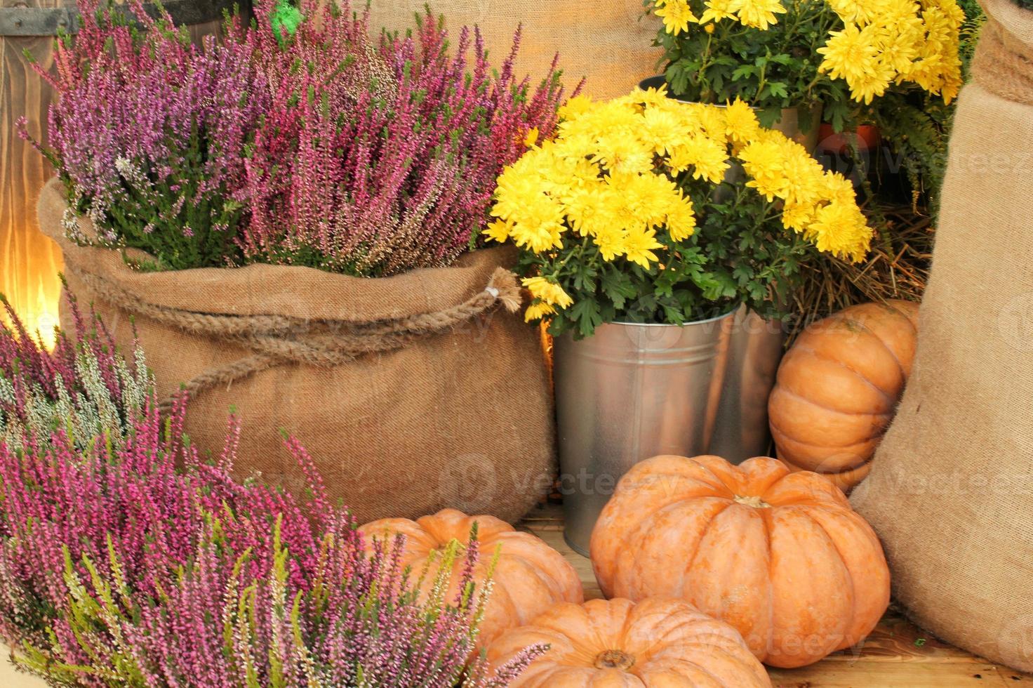 kleurrijk biologisch pompoenen en kalebassen Aan agrarisch eerlijk. oogsten herfst tijd concept. tuin vallen natuurlijk fabriek. dankzegging halloween decor. feestelijk boerderij landelijk achtergrond. vegetarisch voedsel. foto