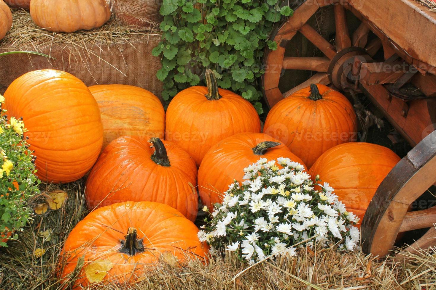 kleurrijk biologisch pompoenen en kalebassen Aan agrarisch eerlijk. oogsten herfst tijd concept. tuin vallen natuurlijk fabriek. dankzegging halloween decor. feestelijk boerderij landelijk achtergrond. vegetarisch voedsel. foto