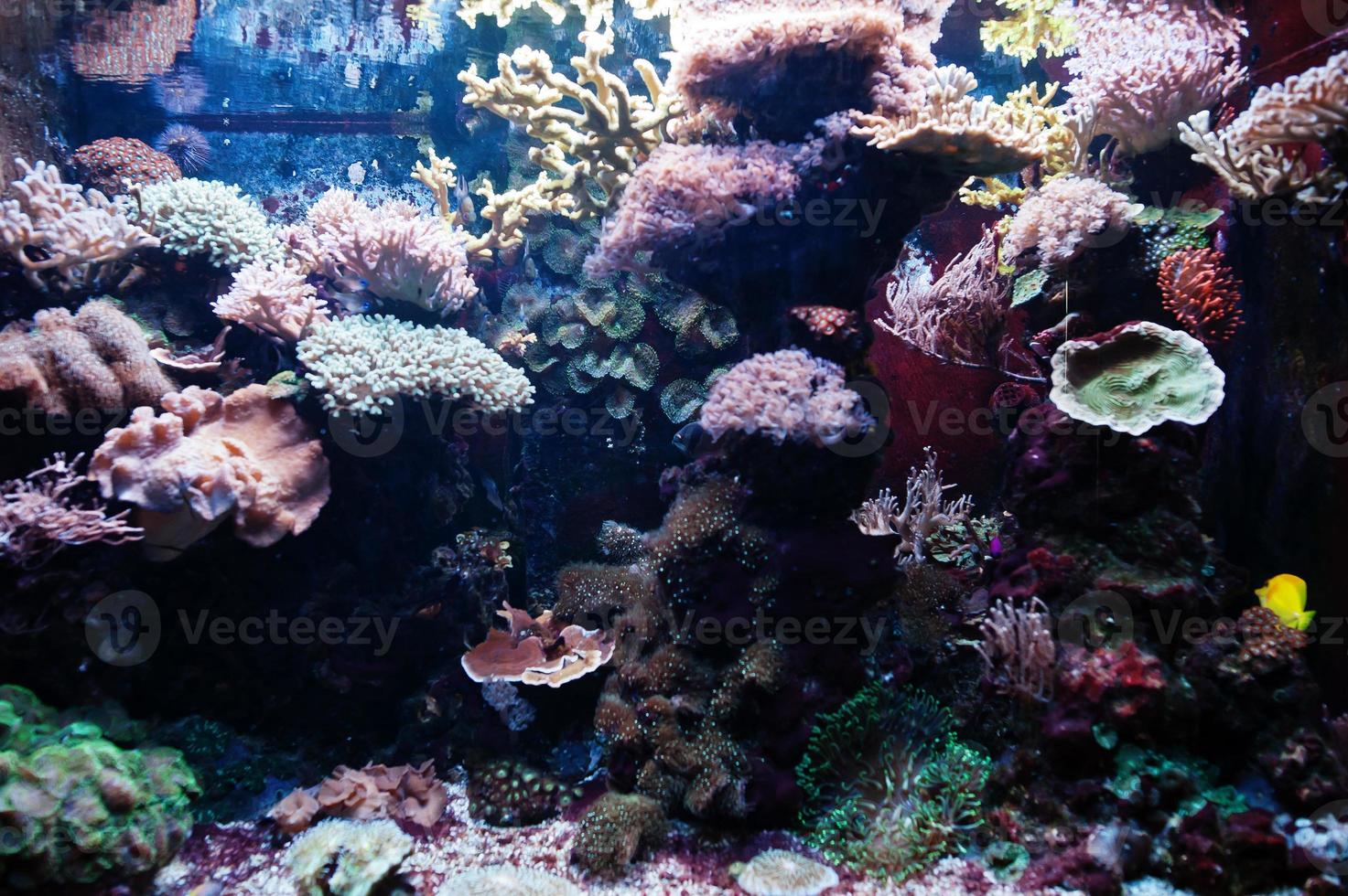 anemoonvis of anemoonvis, vissen uit de onderfamilie amphiprioninae in het aquarium. foto