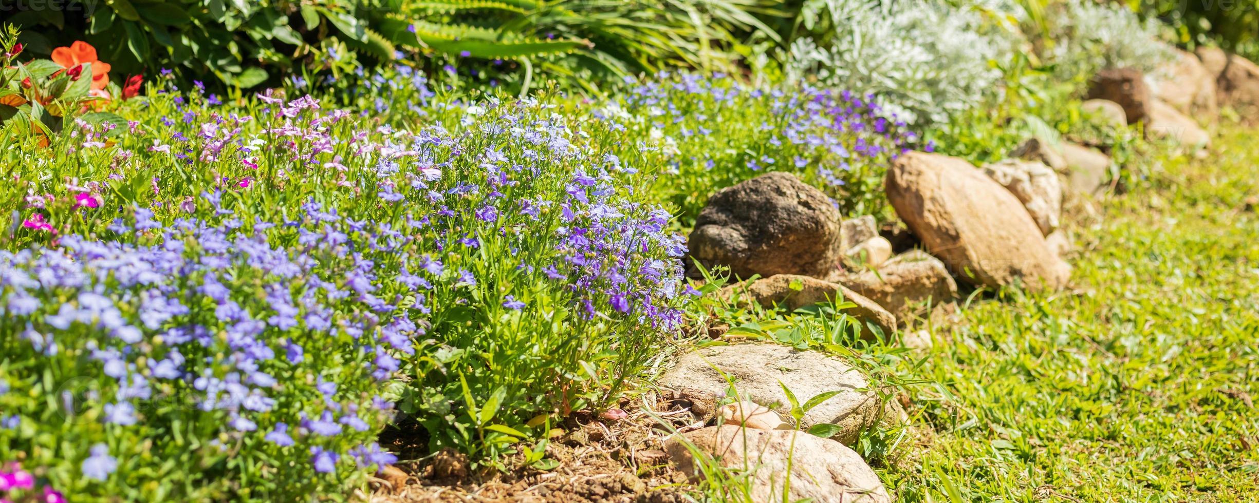 mooi blauw Lobelia bloem dichtbij omhoog in tuin foto