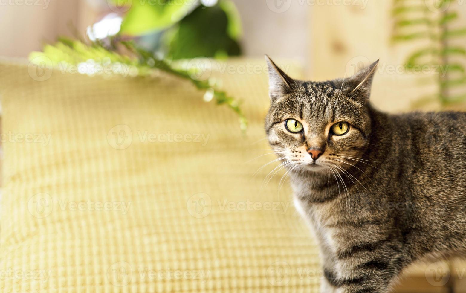 gestreept gestreept beige huiselijk kat met groen ogen in huis kamer in zonnig tegen geel hoofdkussen en huis planten schattig huisdieren dieren selectief focus foto