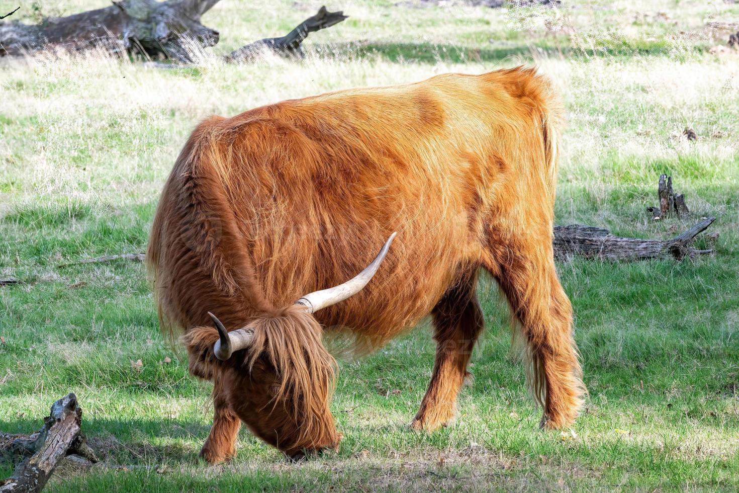 Schots hoogland vee Aan de weiland foto
