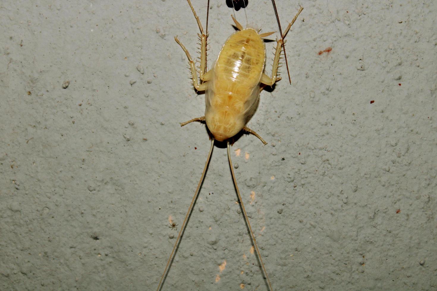 kakkerlak bochten rood huid naar wit. foto