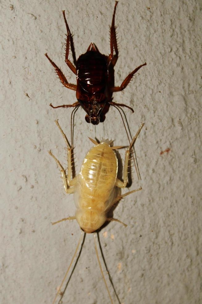 kakkerlak bochten rood huid naar wit. foto