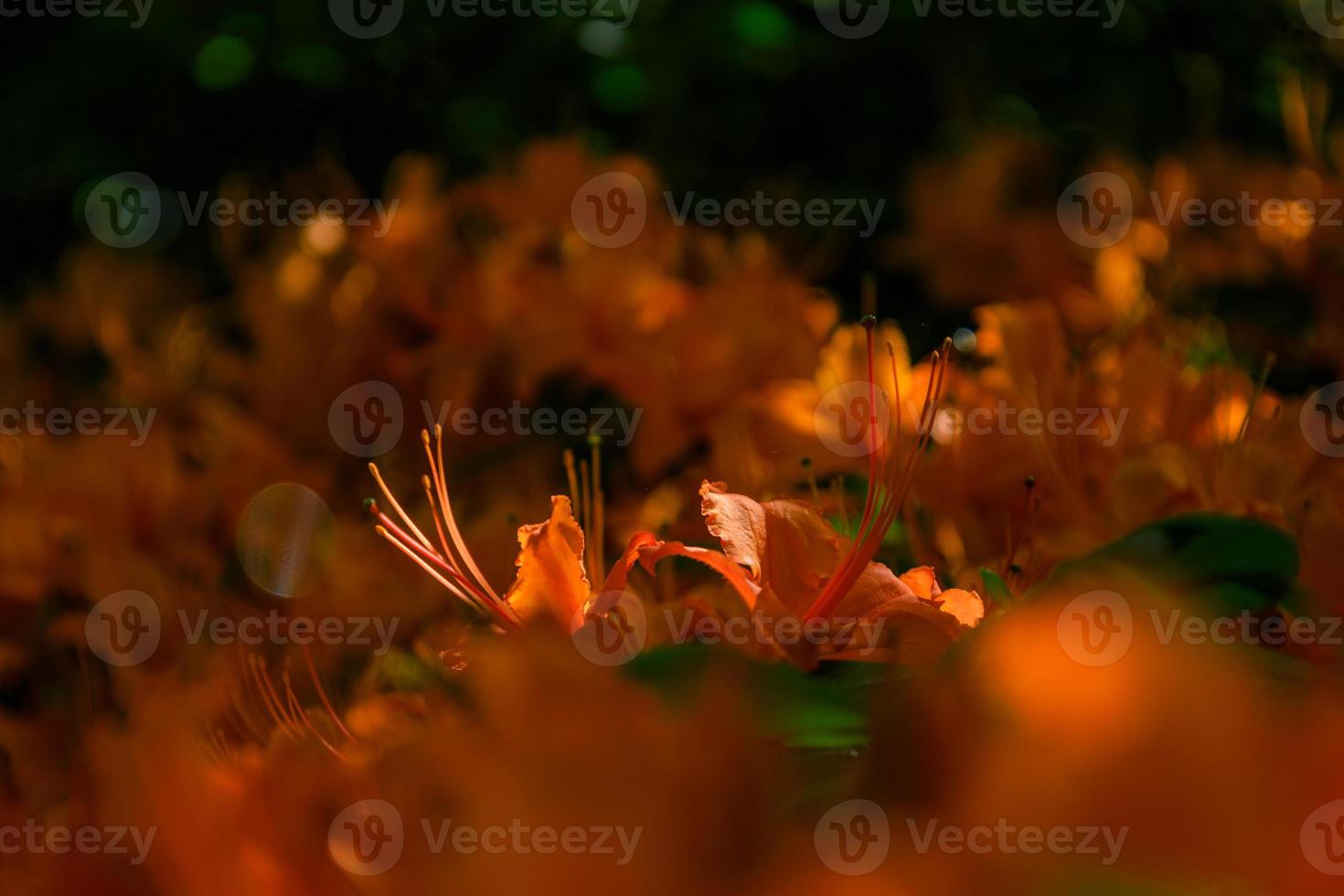 detailopname Bij vlam azalea. mooi oranje bloem foto