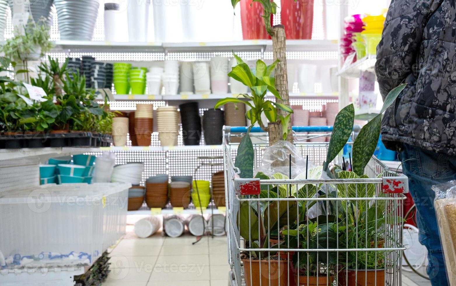 ingemaakt planten in een bloem winkel kar - aankoop van huis planten voor teelt en zorg, net zo een geschenk foto