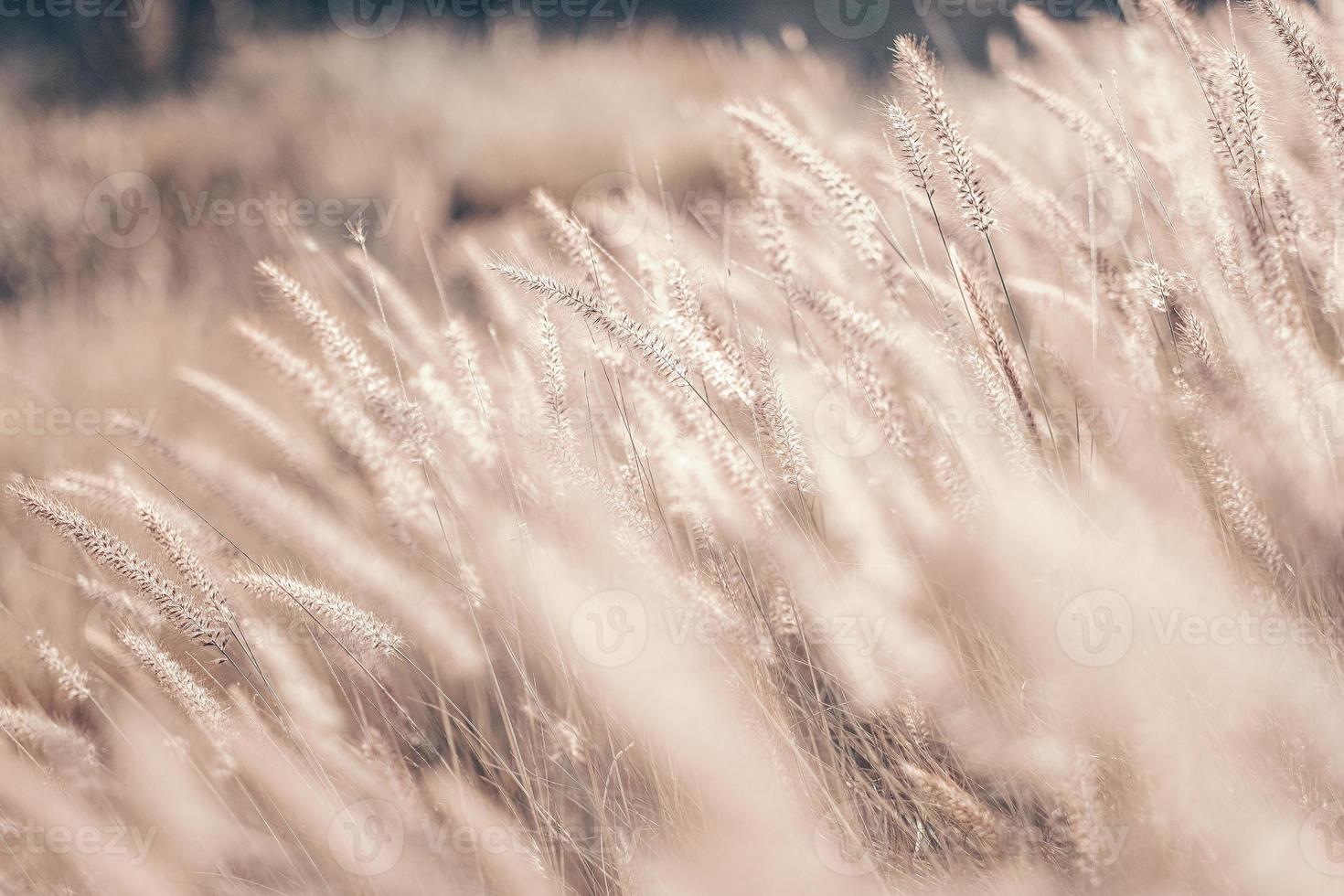 geel gouden riet in de veld. helder natuurlijk achtergrond met zonsondergang. selectief zacht focus van droog gras, riet blazen in de wind Bij gouden zonsondergang licht foto