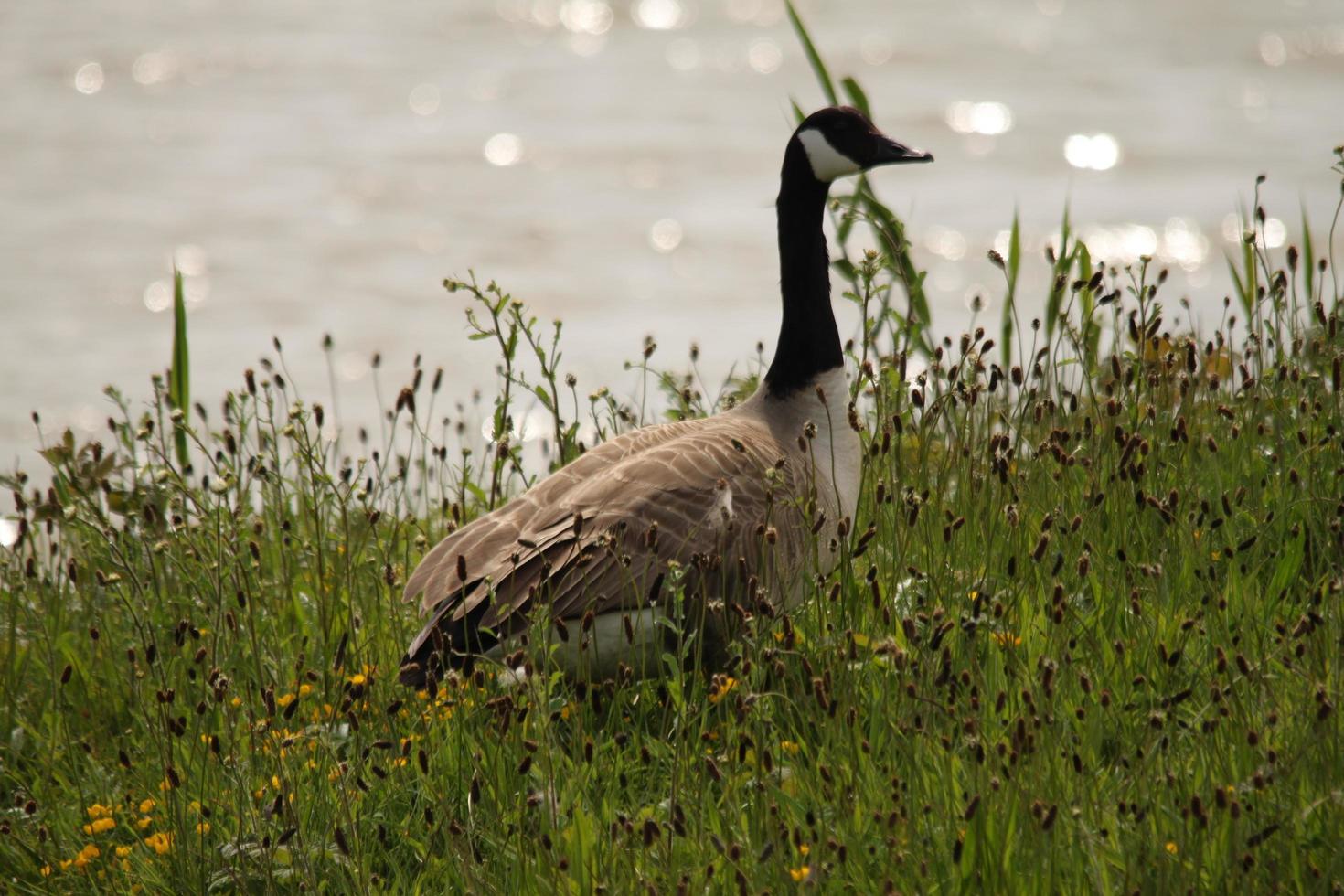 uitzicht op een Canadese gans foto