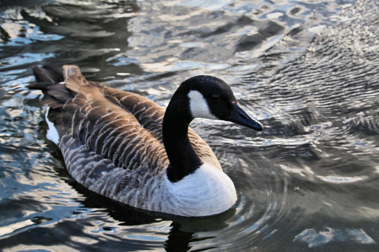 een close up van een Canadese gans foto