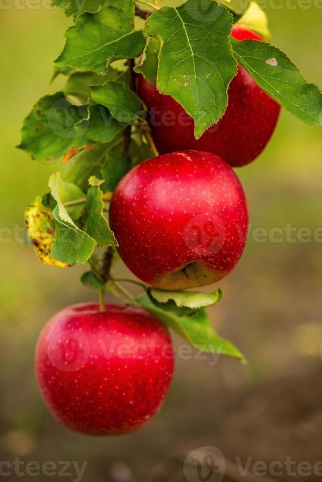 vers appels van de boomgaard. appel oogst klaar naar worden geplukt van de boomgaard in de republiek van Moldavië. foto