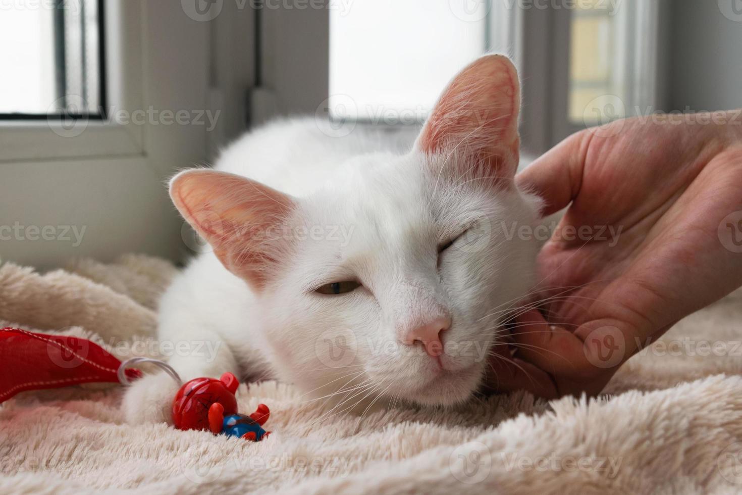 hand- van eigenaar strelen jong teder wit kat. wit kat met haar speelgoed- Aan een roze deken in de buurt naar de venster, voorkant visie. foto