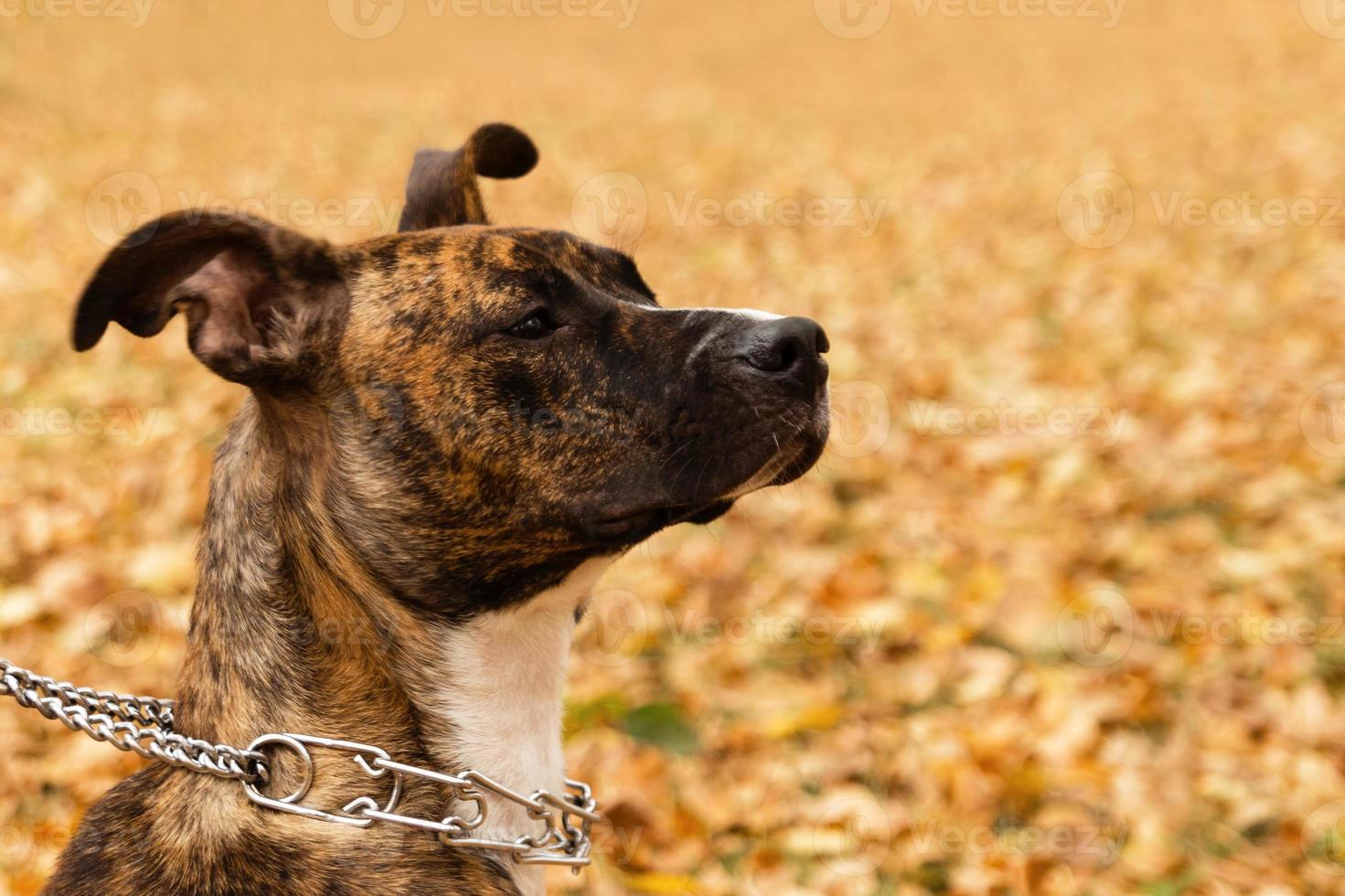 portret van gestroomd Staffordshire terriër Aan de achtergrond van vallen bladeren in een park. een hond met verdrietig ogen. foto