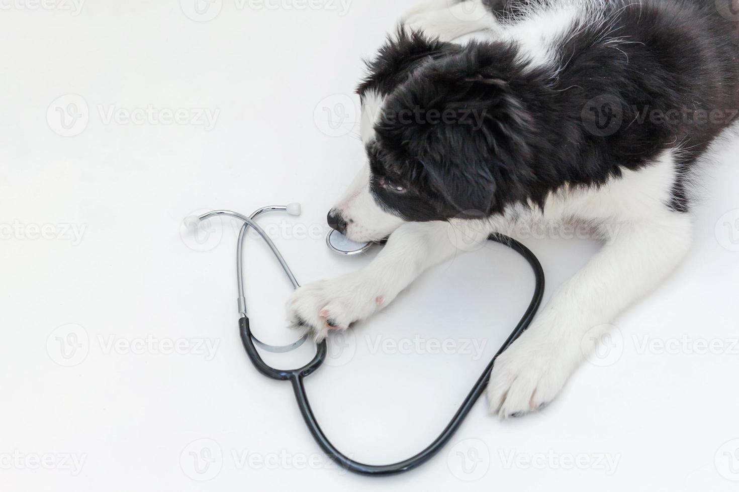 puppy hond grens collie en stethoscoop geïsoleerd Aan wit achtergrond. weinig hond Aan ontvangst Bij veterinair dokter in dierenarts kliniek foto