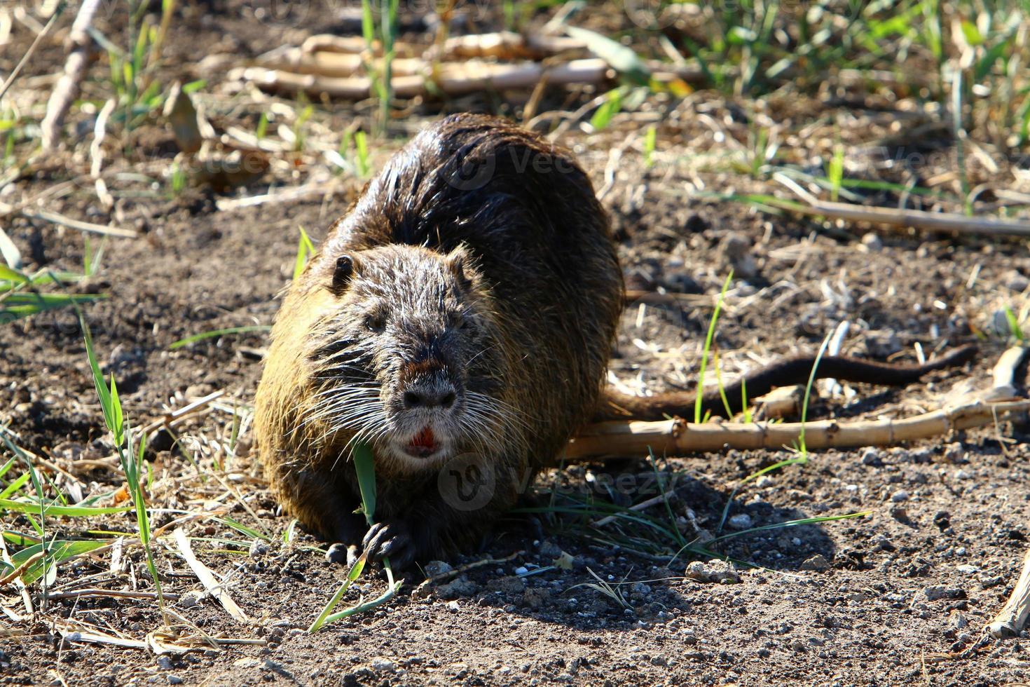 de nutria leeft Aan hula meer in noordelijk Israël. foto