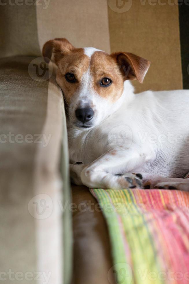 verticaal schot van een jack Russell terriër aan het liegen naar beneden Aan de sofa foto