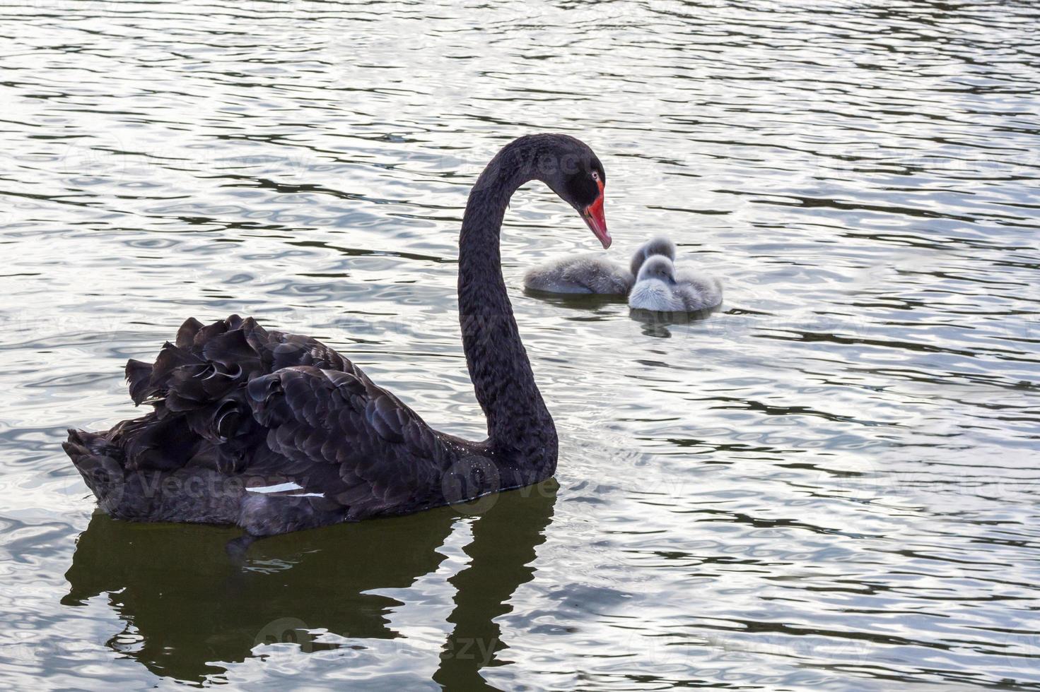 zwart zwanen Aan de meer. een elegant zwaan vogel foto