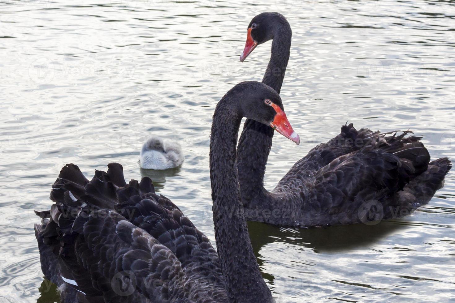 zwart zwanen Aan de meer. een elegant zwaan vogel foto