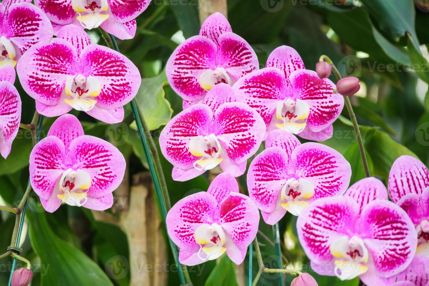 mooi phalaenopsis orchidee bloem bloeiend in tuin bloemen achtergrond foto