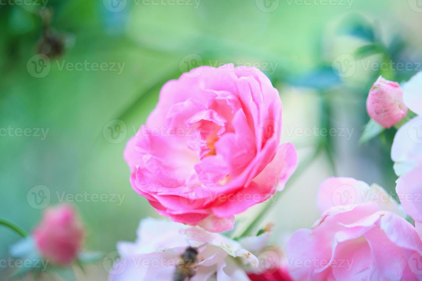 mooie roze rozen bloeien in de tuin foto