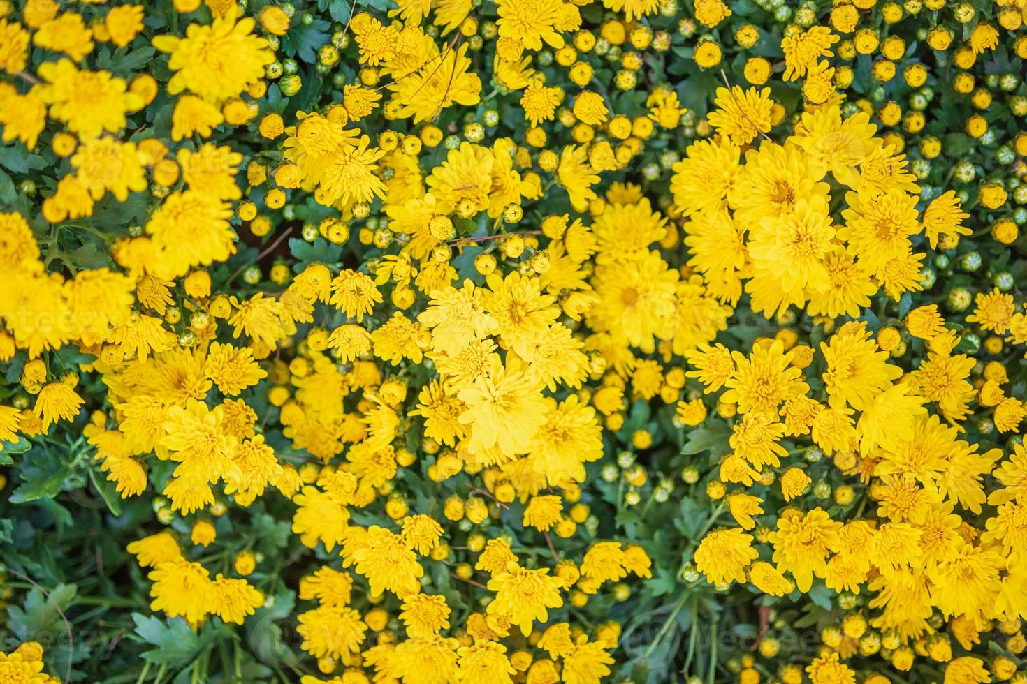 geel chrysant bloem dichtbij omhoog achtergrond foto