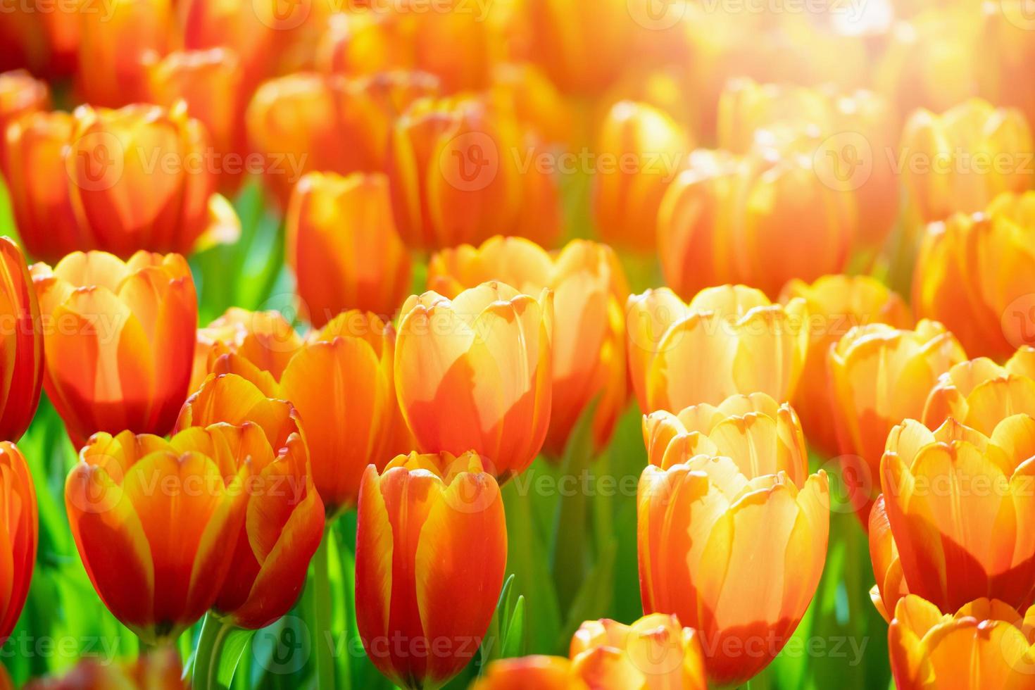 vers kleurrijk tulpen bloem bloeien in de tuin foto