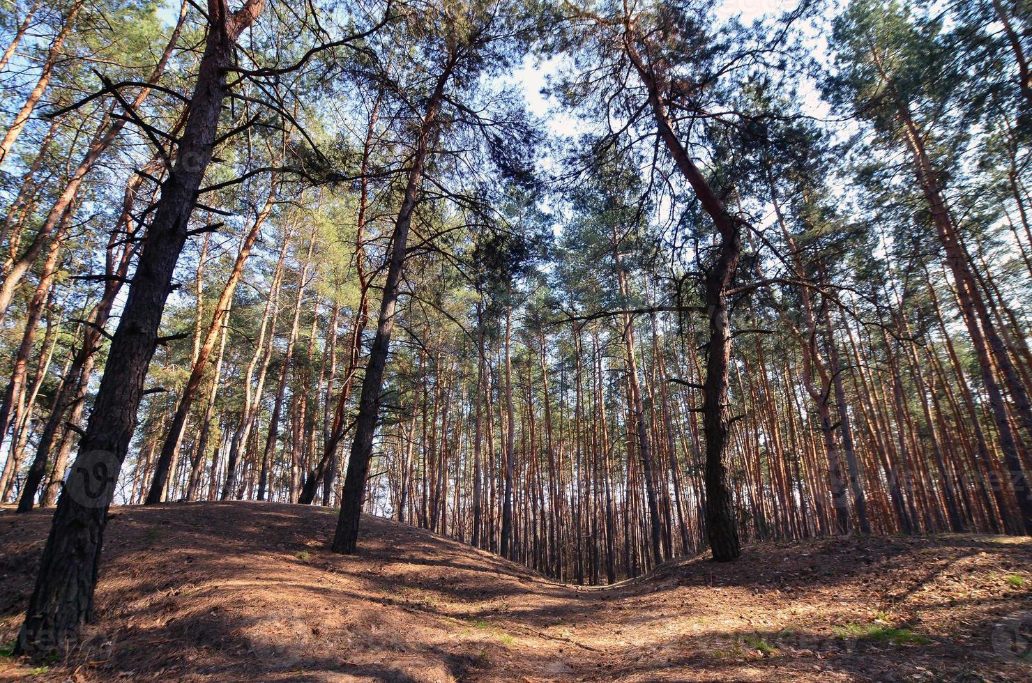 voorjaar zonnig landschap in een pijnboom Woud in helder zonlicht. knus Woud ruimte tussen de dennen, stippel met gedaald kegels en naald- naalden foto