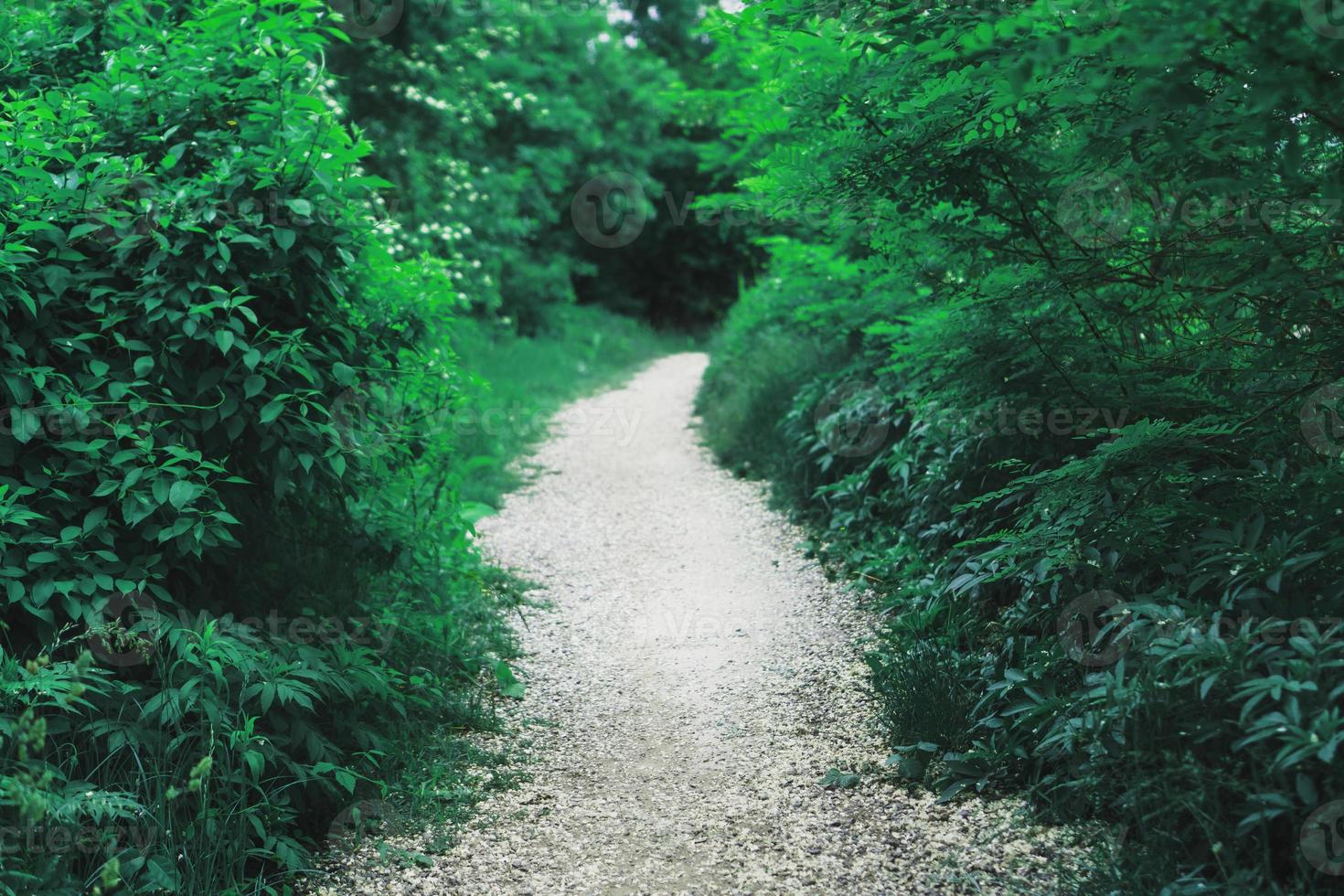 een tunnel met een pad door pluizig planten in de Woud. foto