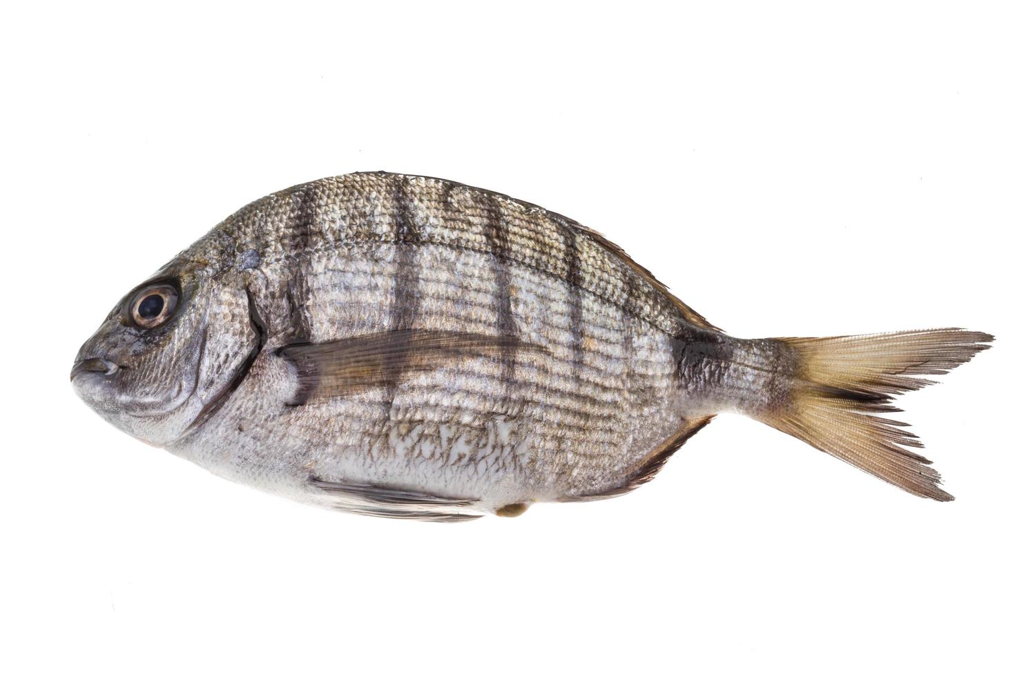 rauw tilapia visie foto