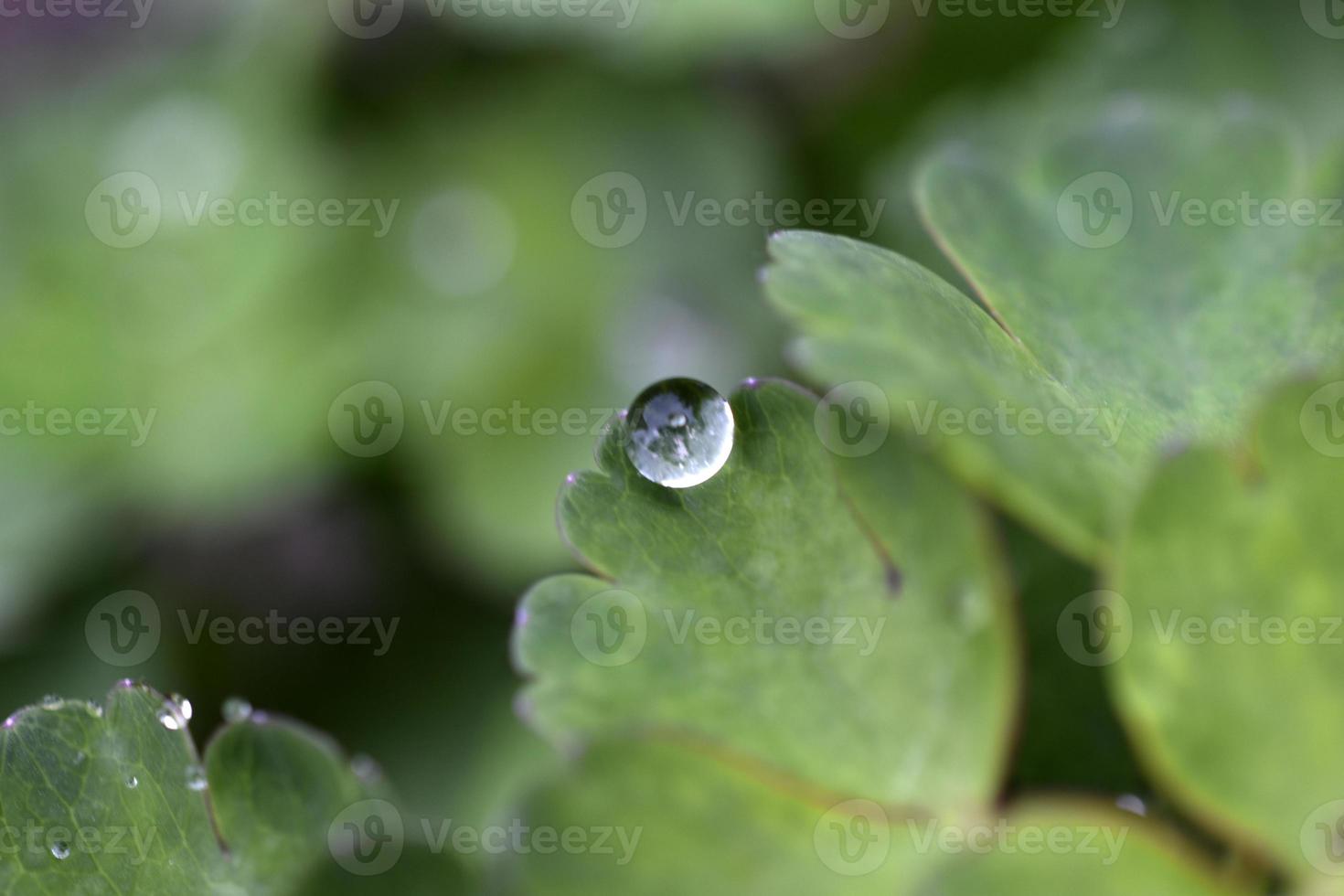 een licht laten vallen van water na regen Aan de groen bladeren van bloemen. een laten vallen van water detailopname in de tuin. foto