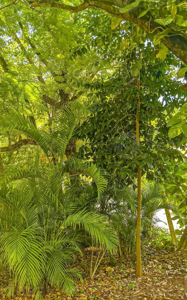 reusachtig mooi ficus maxima fig boom playa del carmen Mexico. foto