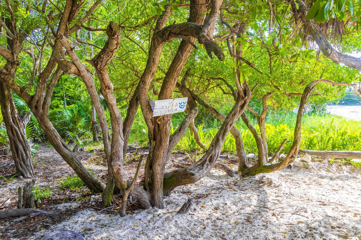 caraïben strand Spar palm bomen in oerwoud Woud natuur Mexico. foto