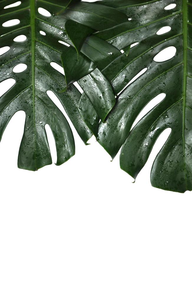 vers groen monstera deliciosa of Zwitsers kaas fabriek of orkaan fabriek bladeren geïsoleerd Aan wit kleur achtergrond foto