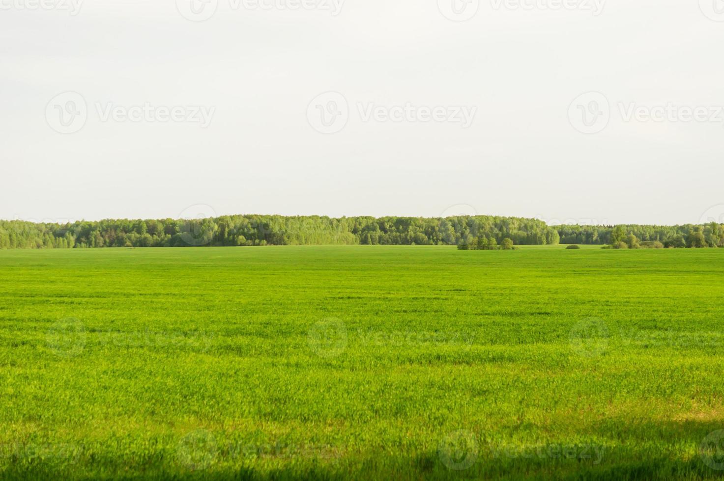 veld- van groen gras en perfect lucht en bomen. landelijk voorjaar landschap foto