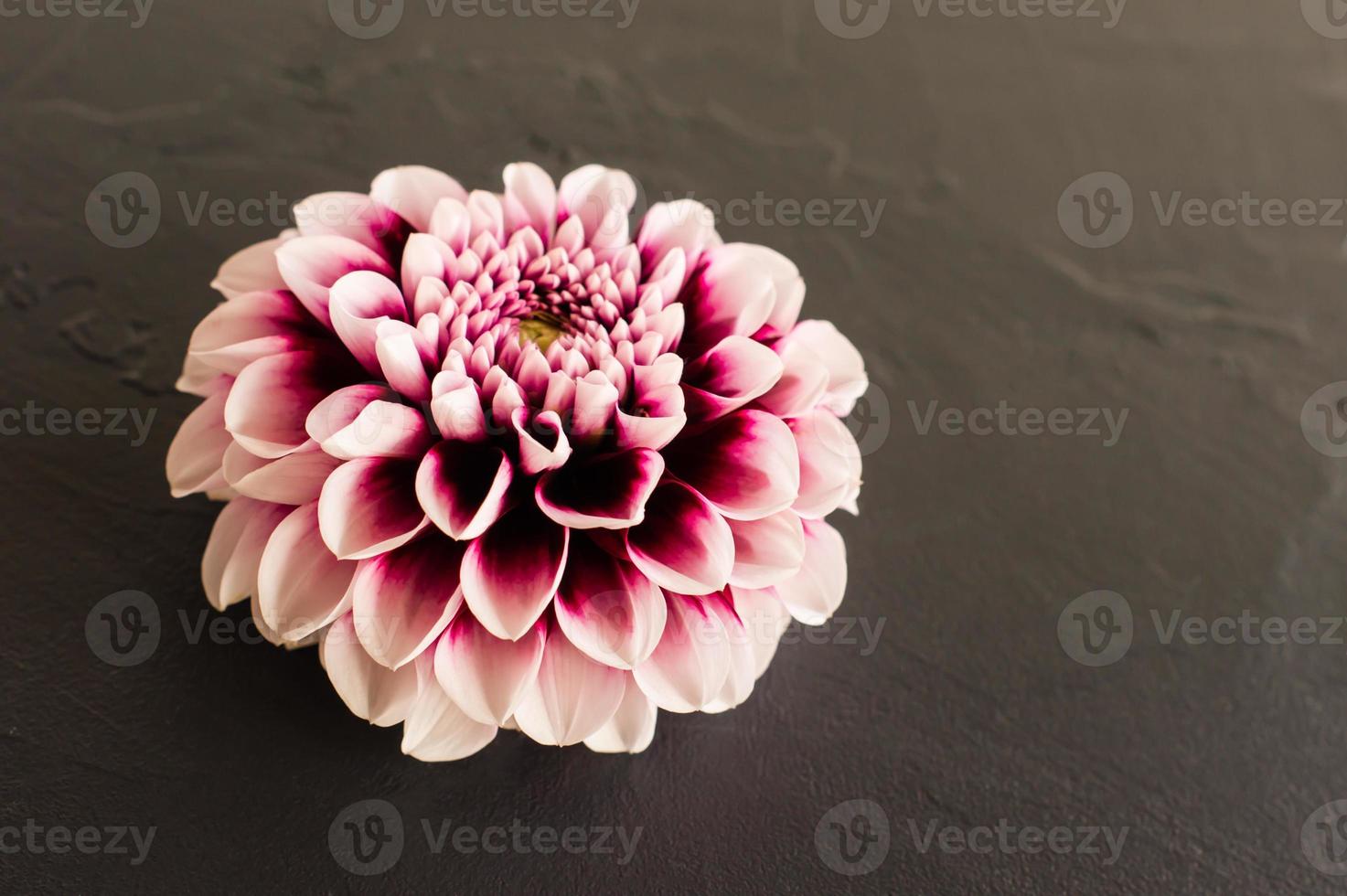 de hoofd van een Purper dahlia Aan een zwart achtergrond. voorkant visie. ruimte voor tekst. foto