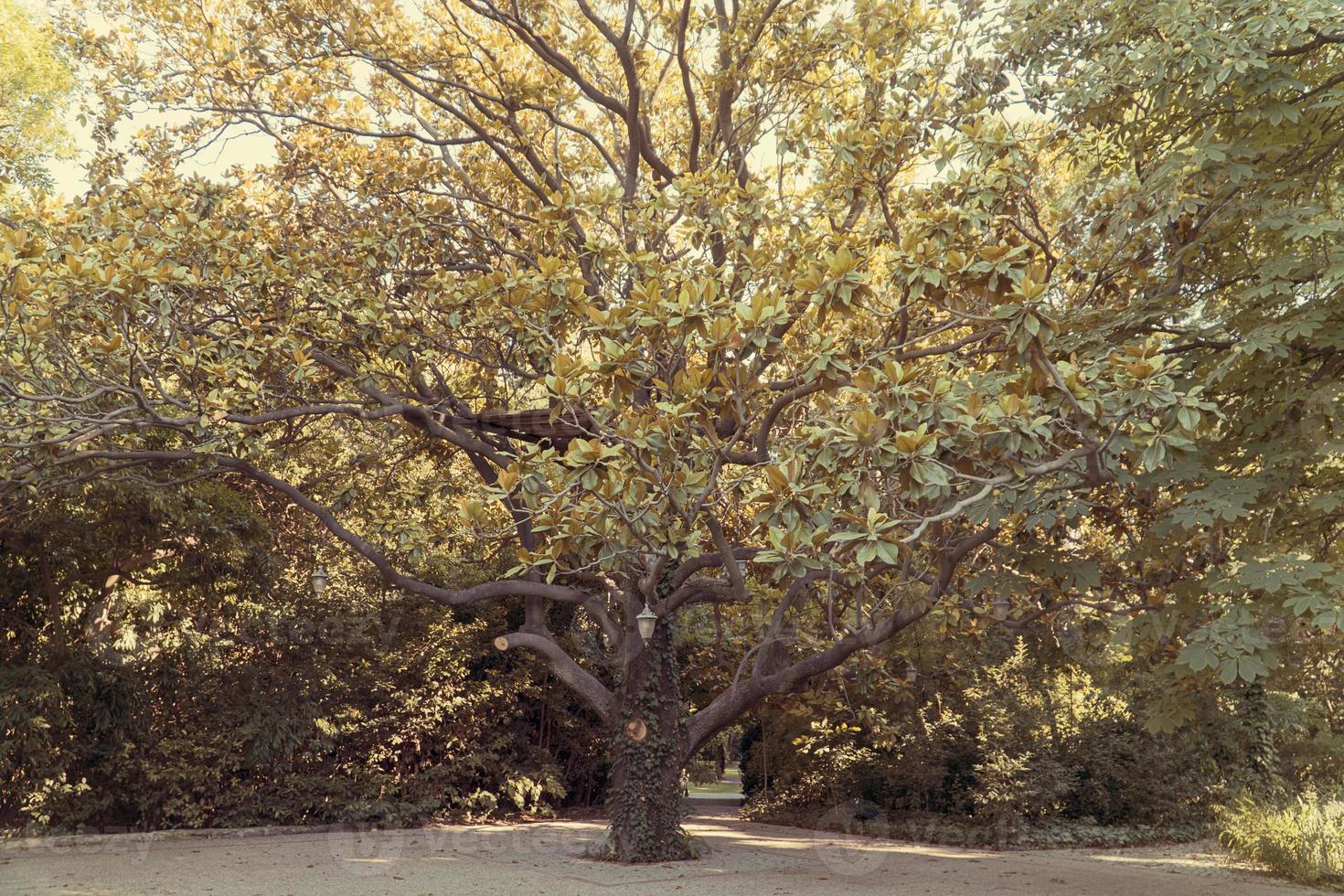 de groen natuur achtergrond structuur foto