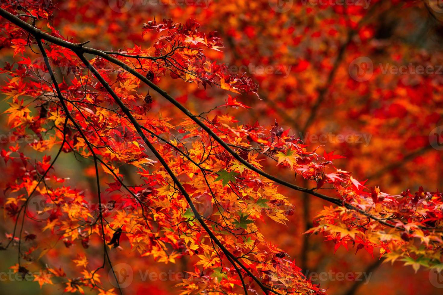 pittoreske tafereel van herfst in Japan foto