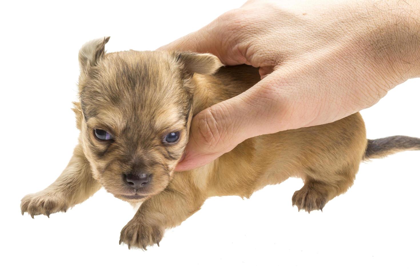 chihuahua pup op wit foto