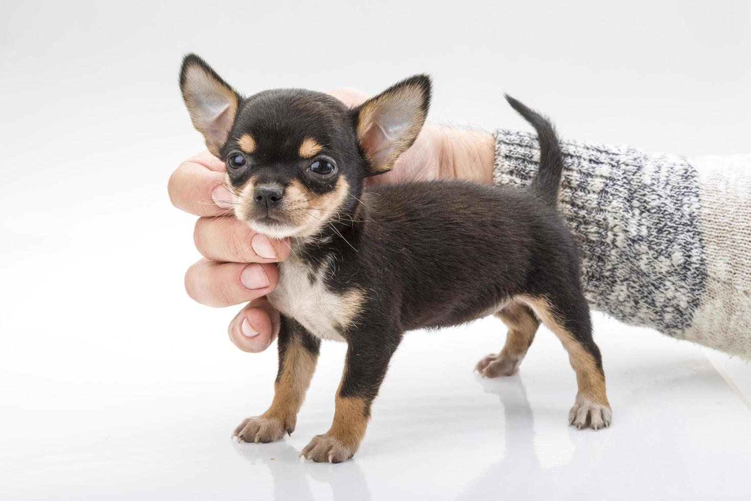 chihuahua pup op wit foto