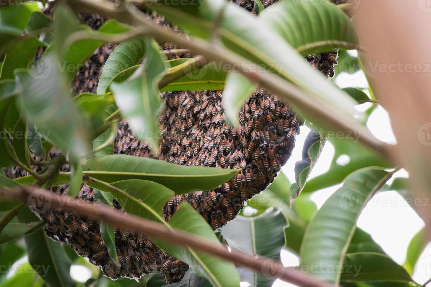 groot wild honing bij kam Aan boom Afdeling foto