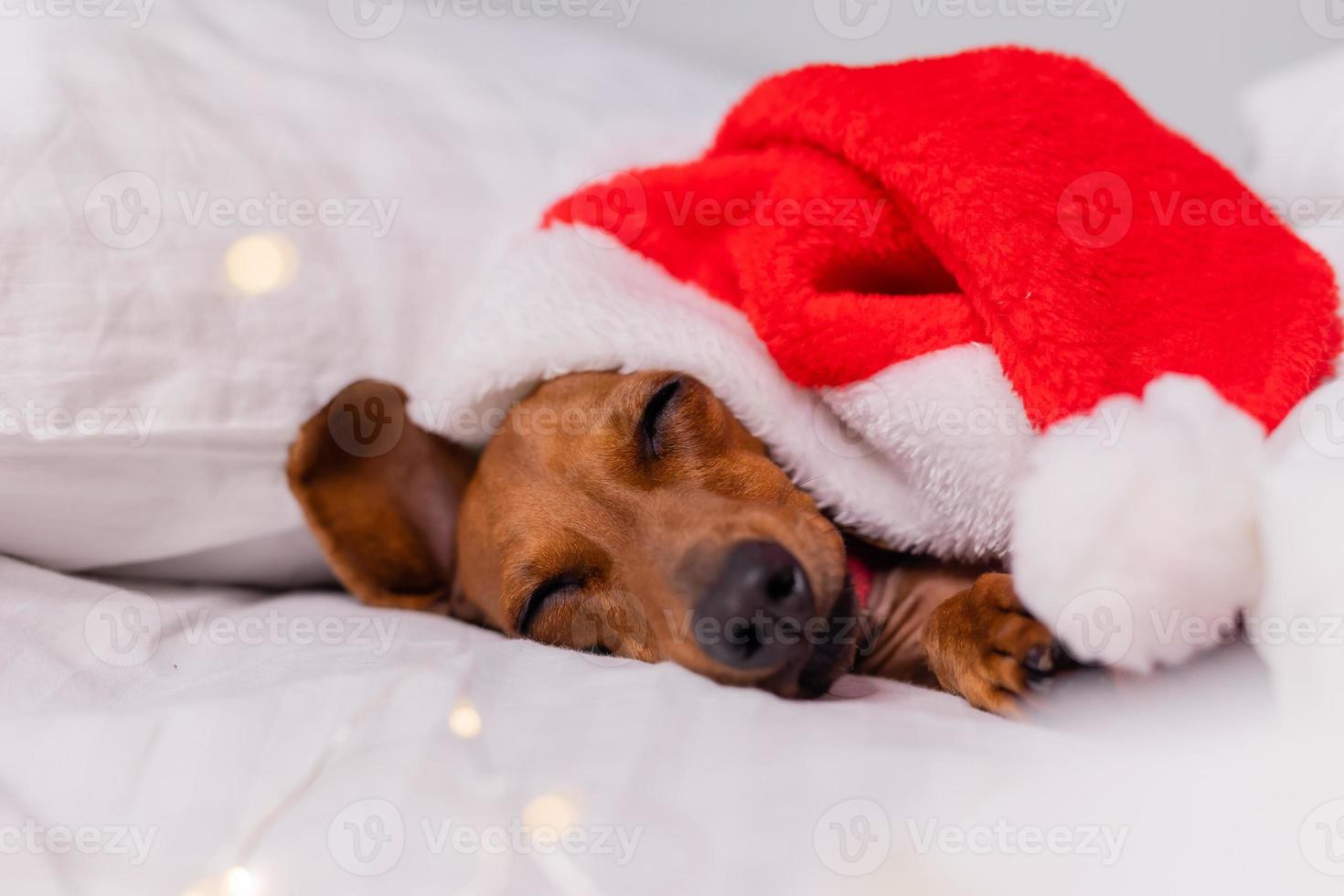 schattig teckel hond slaapt in bed Bij Kerstmis in een de kerstman hoed. huisdieren voor de nieuw jaar foto