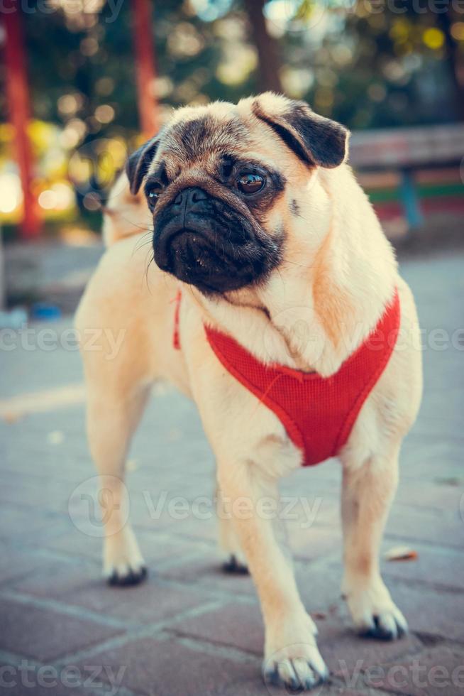 portret van schattig mopshond pup, buitenshuis. foto