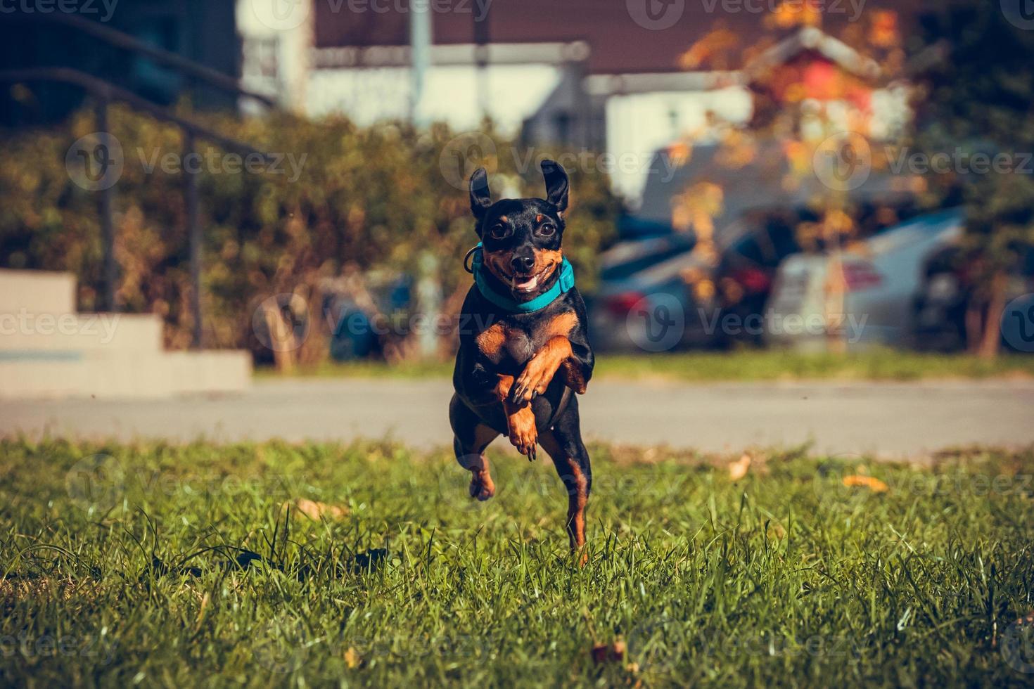 schattig miniatuur pinscher hond rennen en jumping in de gras foto